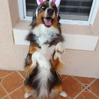 NWR- My fur kids