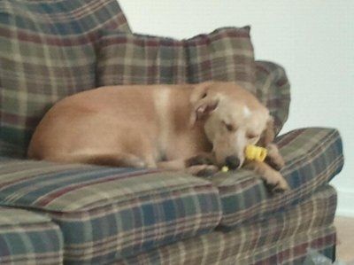 NWR: Furry Friends