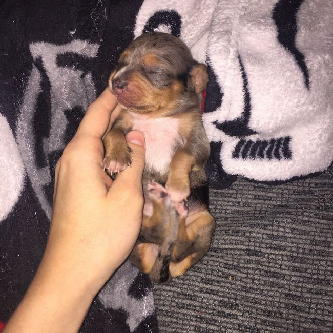 NWR: Puppy Friday!!