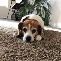 NWR - Send me pictures of your pets/memes