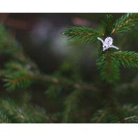 2024 Brides - Show us your ring! - 1