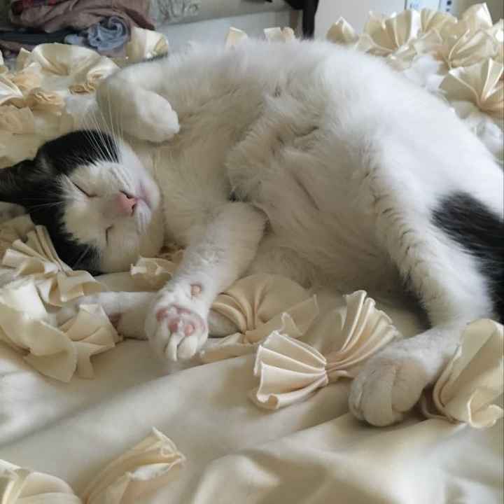 NWR - Pet pictures