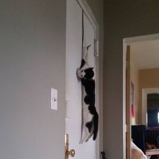 Nwr: strange cat behavior