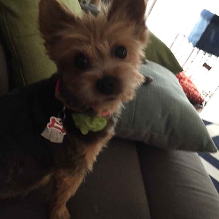 Got a new puppy, lets see a pic of your pets