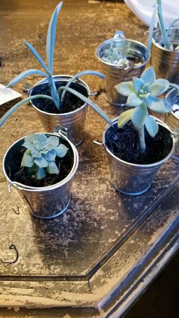 Succulents as favors