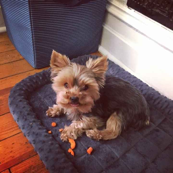 Furbabies?(non wedding post)