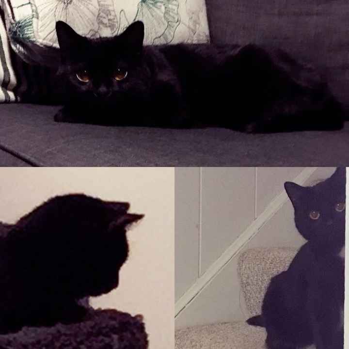Fur Babies! :)