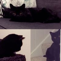 Fur Babies! :)