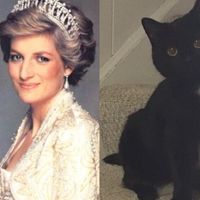 NWR: Pet Owners...Can we play a fun game? :D