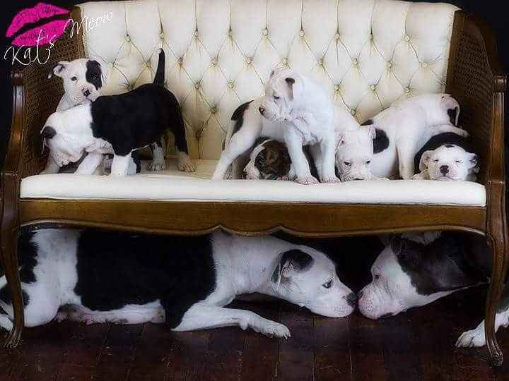 NWR: Professional Photos for your dog? Family Dog Photo? SHOW ME UR PET!