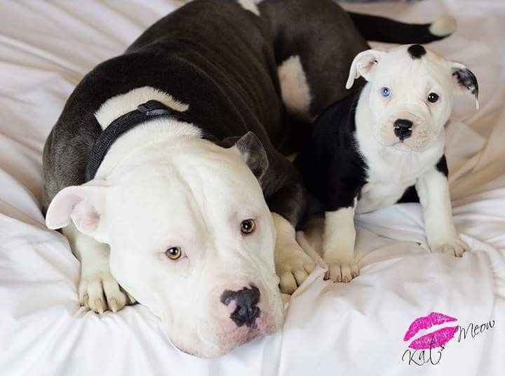 NWR: Professional Photos for your dog? Family Dog Photo? SHOW ME UR PET!