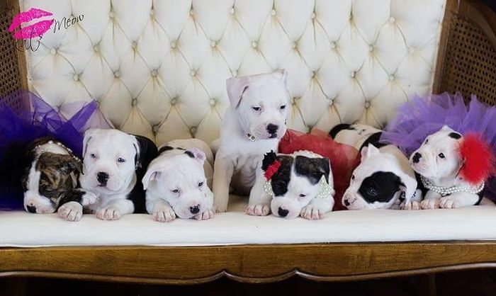 NWR: Professional Photos for your dog? Family Dog Photo? SHOW ME UR PET!