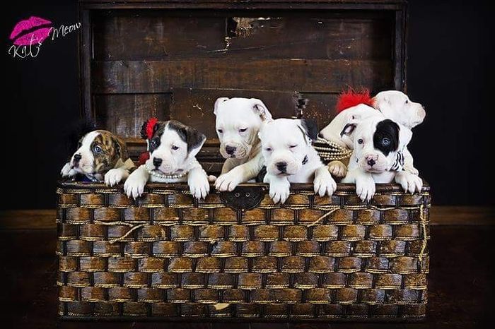 NWR: Professional Photos for your dog? Family Dog Photo? SHOW ME UR PET!