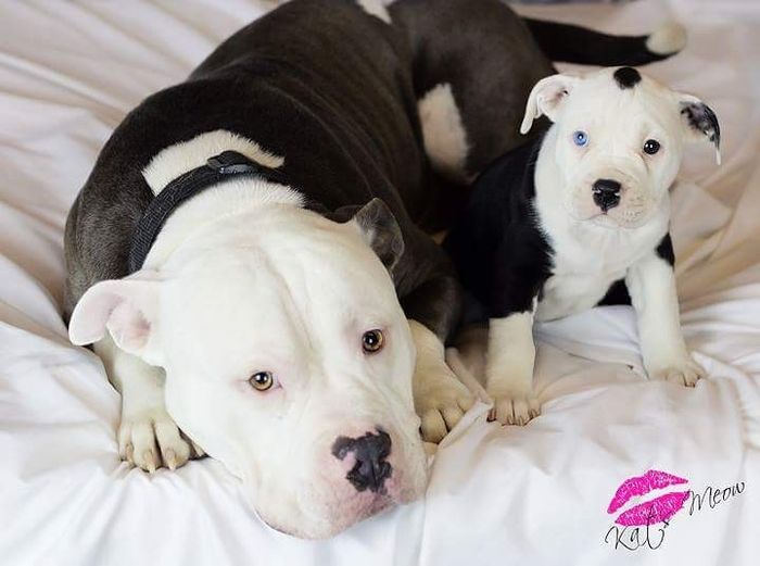 NWR: Professional Photos for your dog? Family Dog Photo? SHOW ME UR PET!