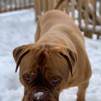 Show me your fur babies you and your SO have together! - 1