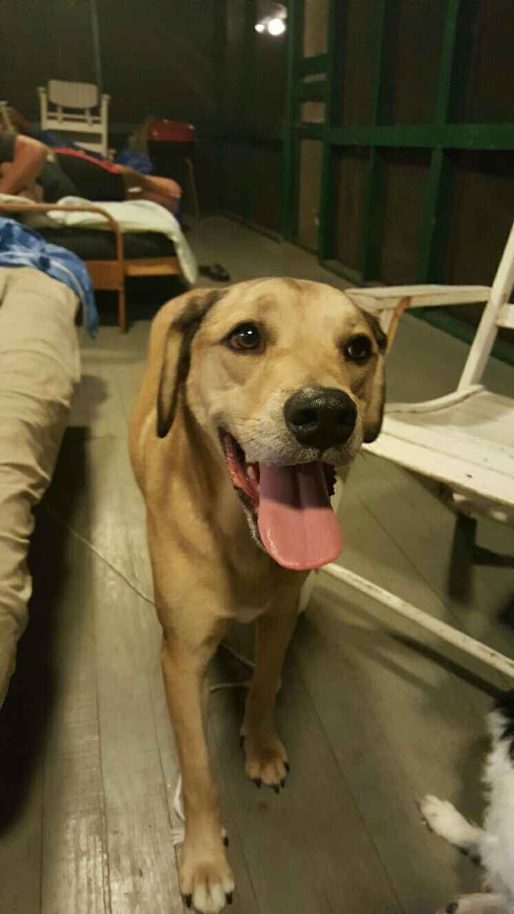 Show me those puppies!