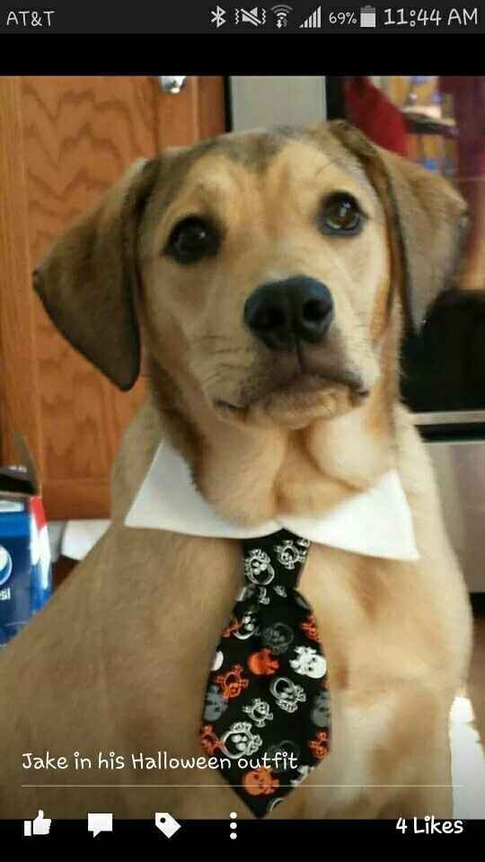 NWR Show us your Halloween Pets!