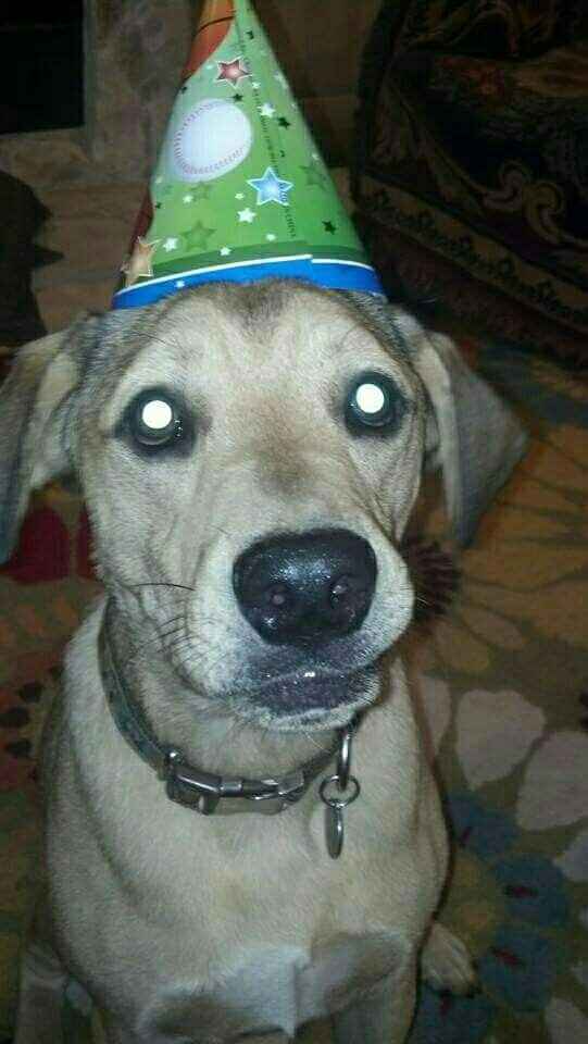 Just ordered my dogs first birthday cake! NWR