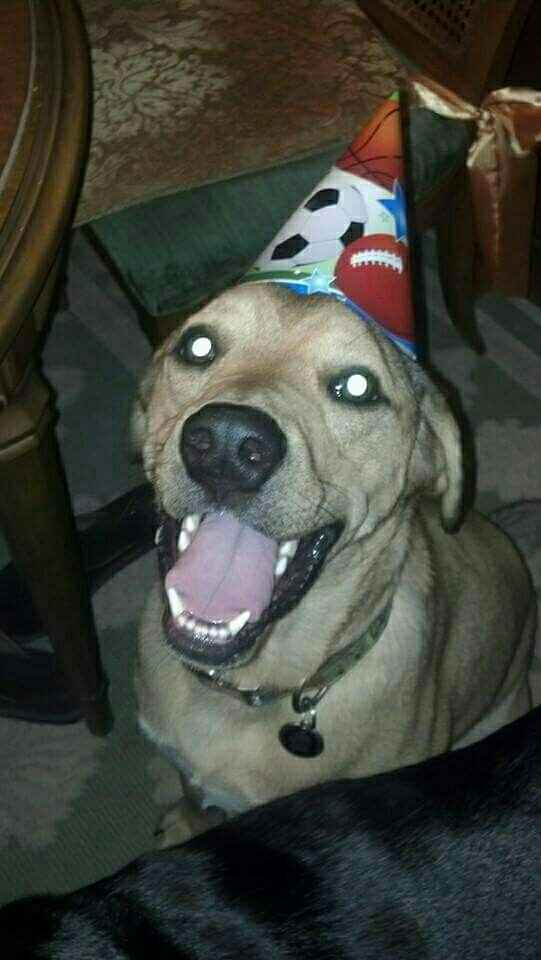 Just ordered my dogs first birthday cake! NWR