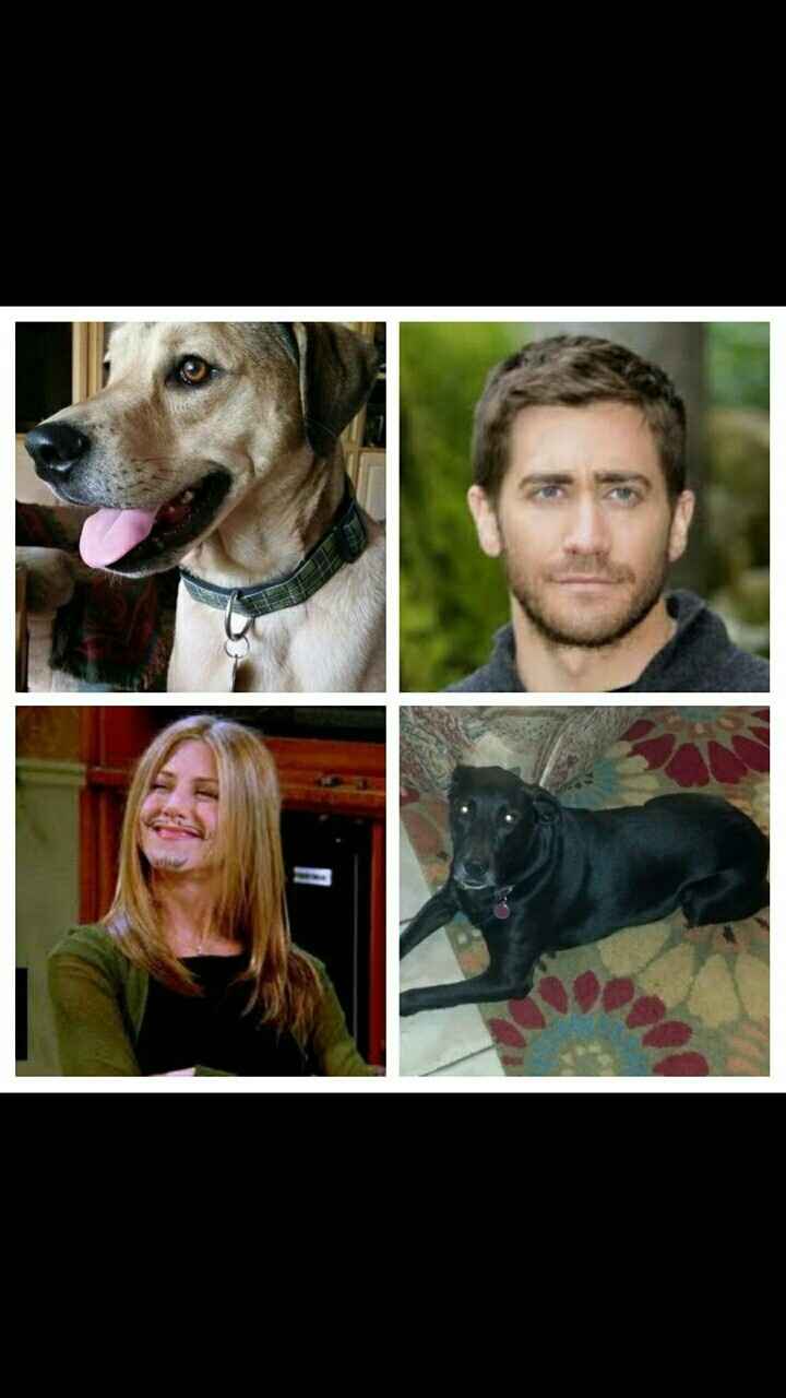 NWR: Pet Owners...Can we play a fun game? :D