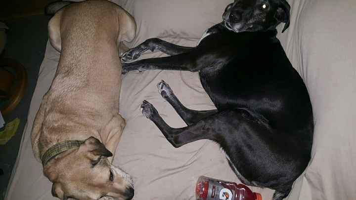 KWR: Who else missed their pets?