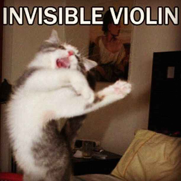 I want to contact the violinist?