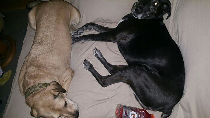 NWR: three dogs too many?