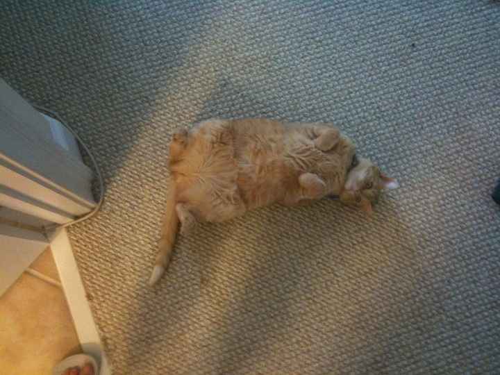 NWR: Lets See Your Fur Babies!