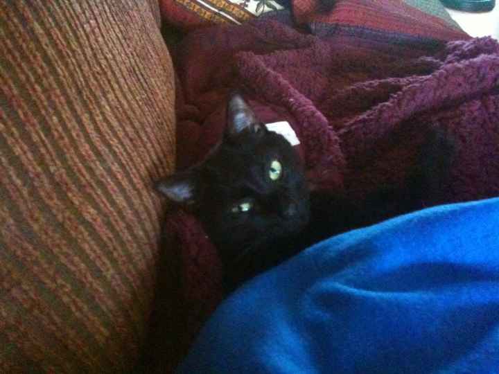 NWR: Lets See Your Fur Babies!