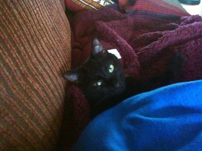 NWR: Lets See Your Fur Babies!