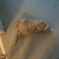 NWR: Lets See Your Fur Babies!