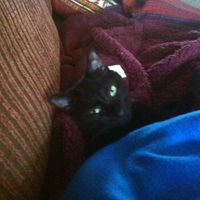 NWR: Lets See Your Fur Babies!