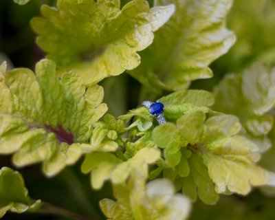 Here is yet another ring thread.  Do we ever get tired of these??? LOL