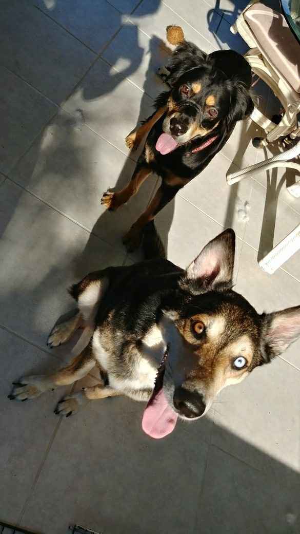 NWR: Adding New Member To Family (Furbaby)!!