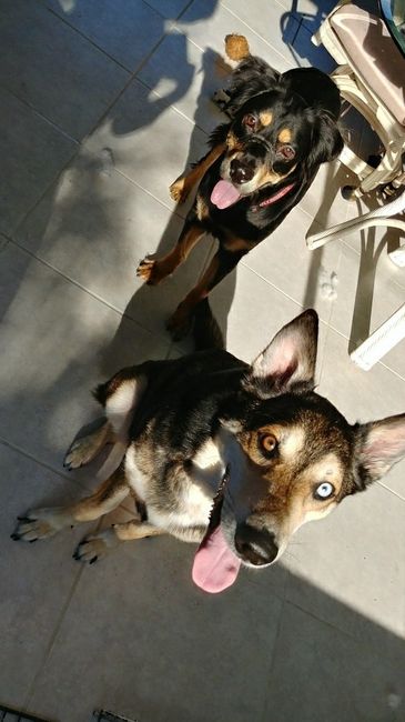 NWR: Adding New Member To Family (Furbaby)!!