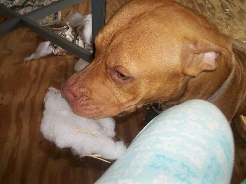 It's Friday!!  Let's be animals!