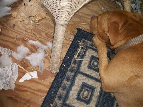 It's Friday!!  Let's be animals!