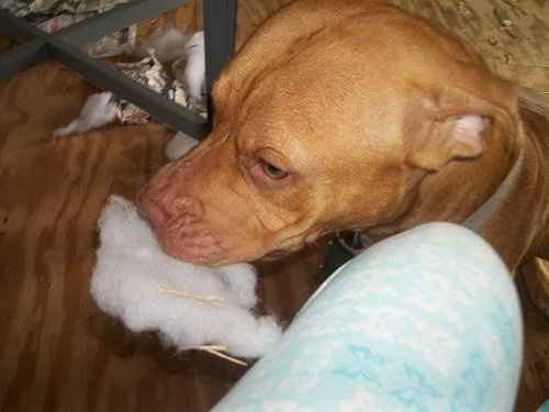 It's Friday!!  Let's be animals!