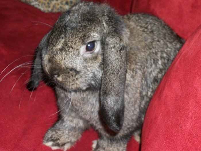 It's Friday!!  Let's be animals!