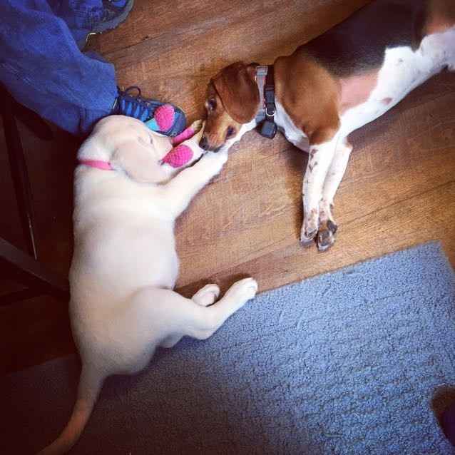 Paging all animal lovers
