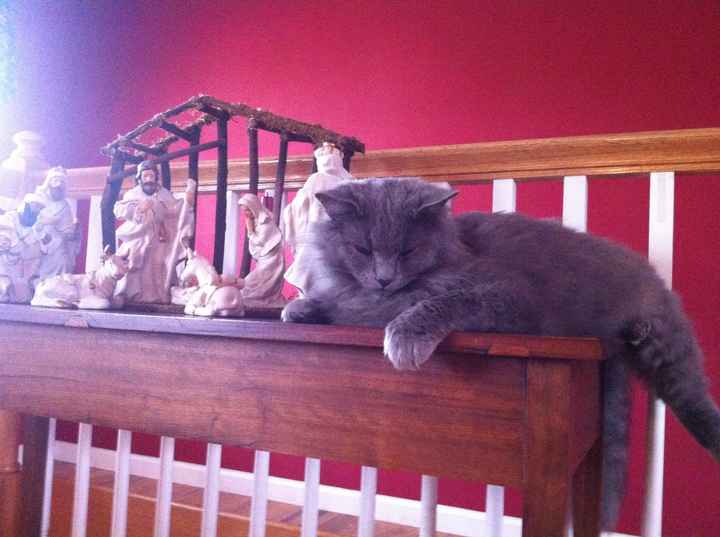 NWR: Silly pictures of your pets