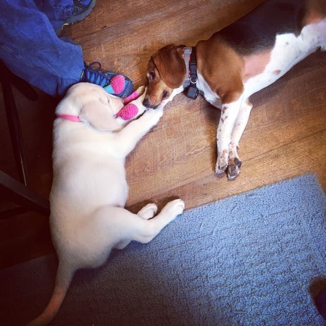 Paging all animal lovers