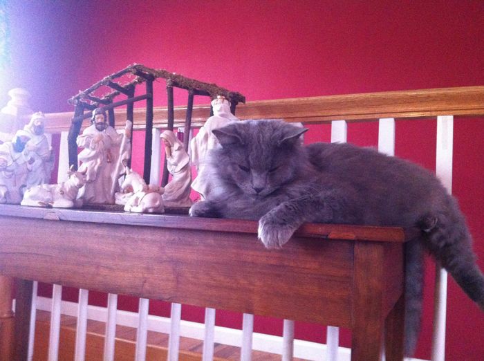 NWR: Silly pictures of your pets