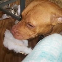 It's Friday!!  Let's be animals!