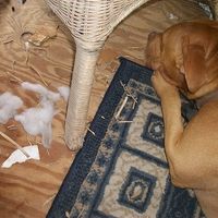 It's Friday!!  Let's be animals!