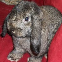 It's Friday!!  Let's be animals!