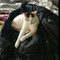 Blake