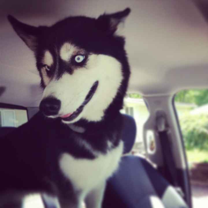 NWR: Pet Post