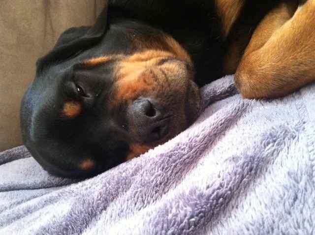 NWR:  Fur Babies