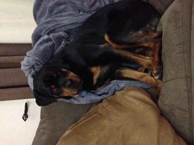 Show me your fur baby! (it has been awhile and I love seeing the pets!)
